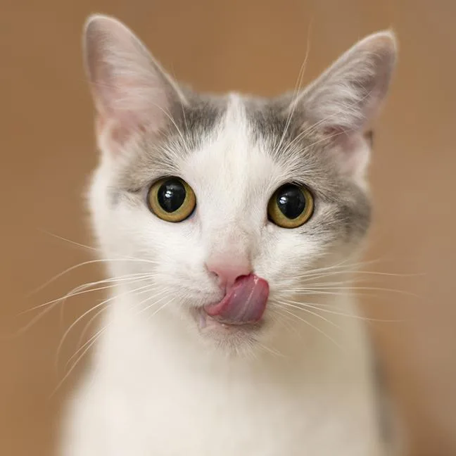 A young medium-sized female Gray & White Domestic Short Hair cat named Tori for adoption in Chicago, IL