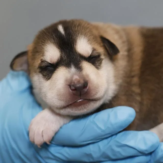 A baby small-sized male Husky dog named Rufus for adoption in San Antonio, TX