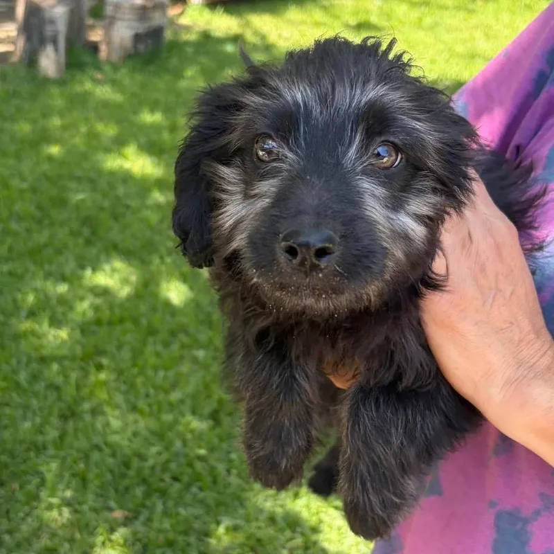 A baby small-sized female Brown / Chocolate Chihuahua dog named Peaches Bbq for adoption in Allen, TX