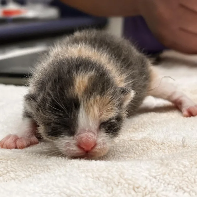 A baby small-sized female Calico Domestic Short Hair cat named Leylah for adoption in Corpus Christi, TX