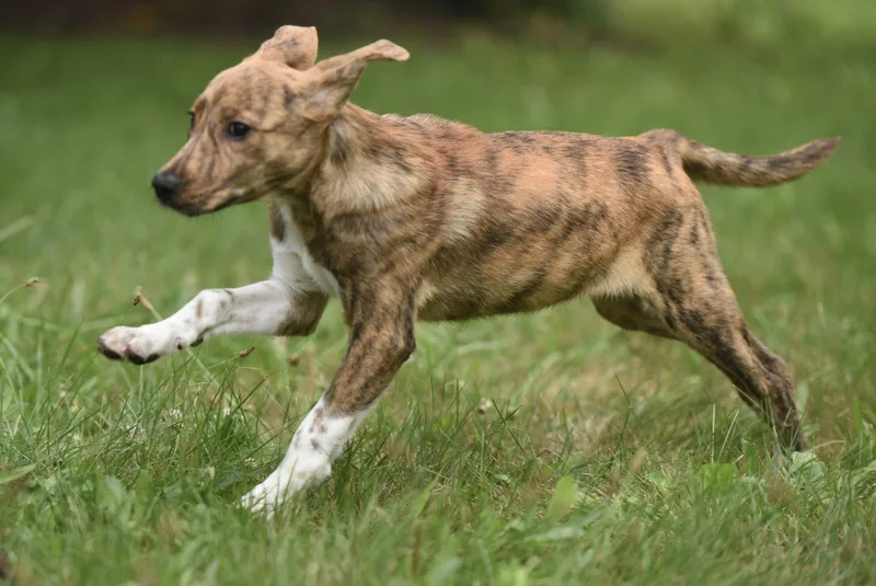 A baby medium-sized female Plott Hound dog named Phoebe for adoption in Mechanicsburg, PA