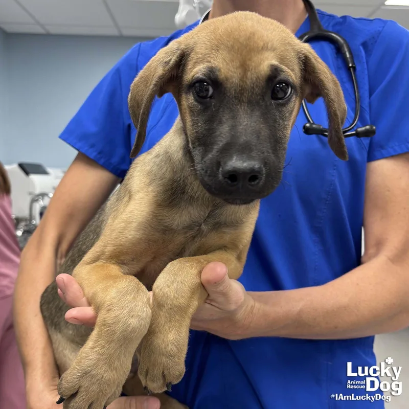 A baby large-sized male Shepherd dog named Eugene for adoption in Washington, DC