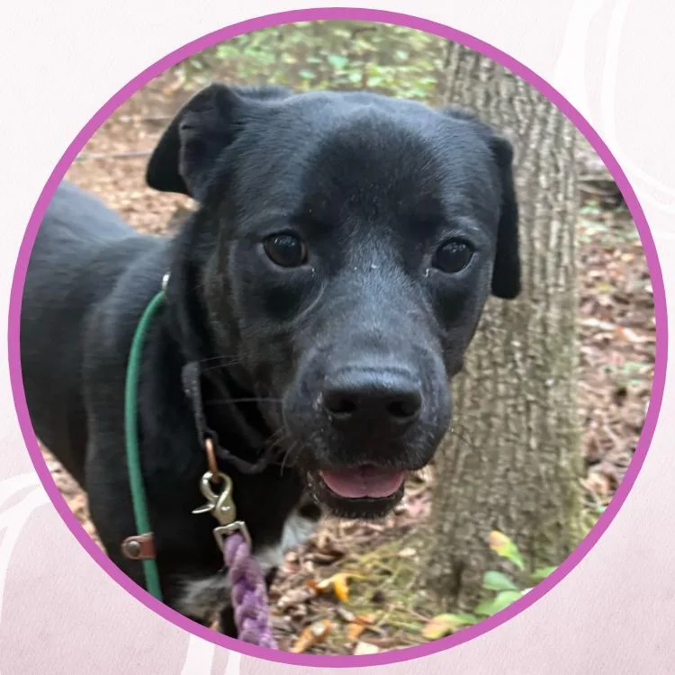 A baby medium-sized male Bicolor Mixed Breed dog named Collinwood Manor for adoption in Toms River, NJ