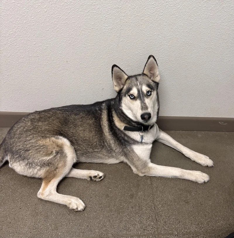 An adult large-sized female Siberian Husky dog named Athena for adoption in Chico, CA