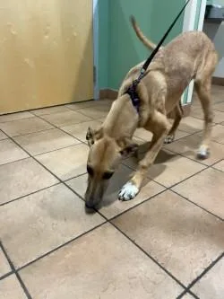 A young medium-sized female Mixed Breed dog named Leia for adoption in Longmont, CO