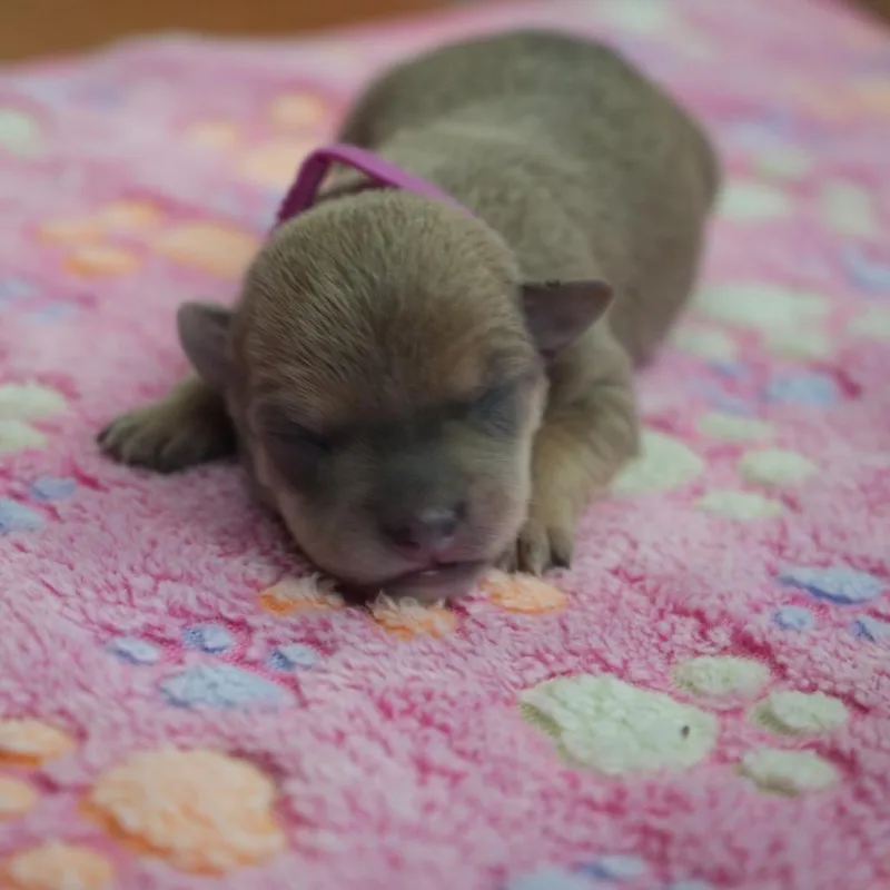 A baby small-sized female Yorkshire Terrier dog named Macaroon for adoption in Coachella, CA