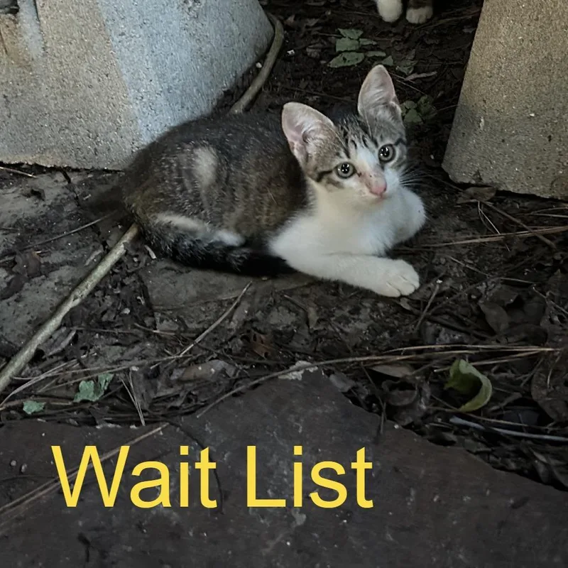 A baby small-sized female American Wirehair cat named Rascal for adoption in Livingston, TX