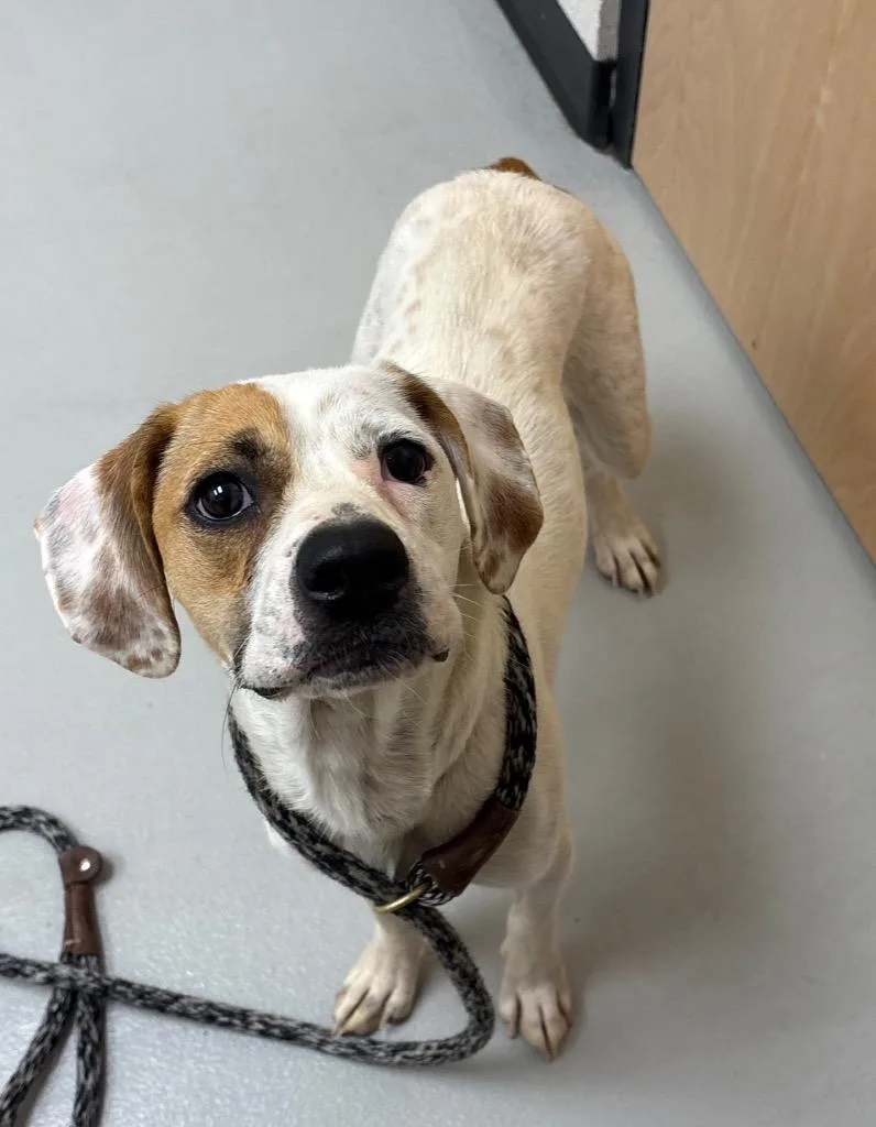 An adult medium-sized female Beagle dog named Minnie for adoption in Greeneville, TN