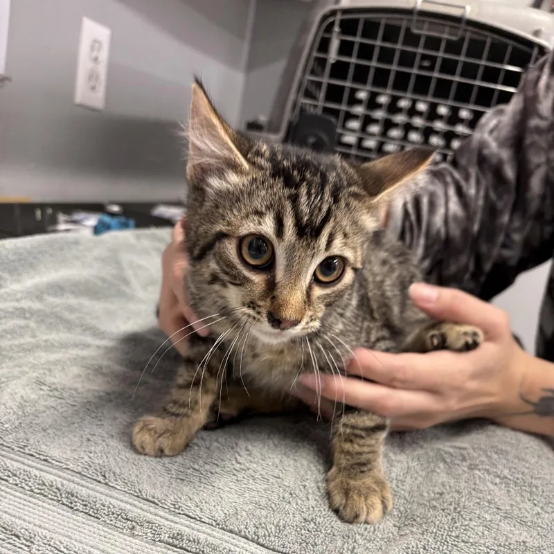 A baby small-sized male Domestic Short Hair cat named Luke for adoption in Spokane, WA