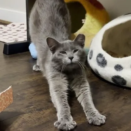 An adult large-sized male Domestic Long Hair cat named Dale for adoption in Houston, TX