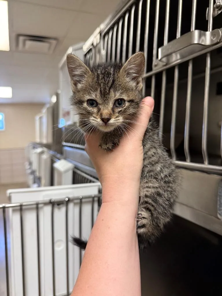 A baby small-sized female Domestic Short Hair cat named Lola for adoption in Bossier City, LA
