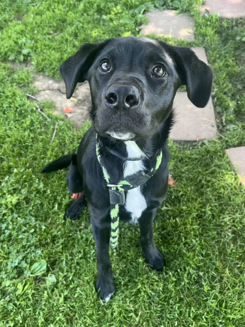 A young medium-sized male Black Labrador Retriever dog named Tyrion for adoption in Philadelphia, PA