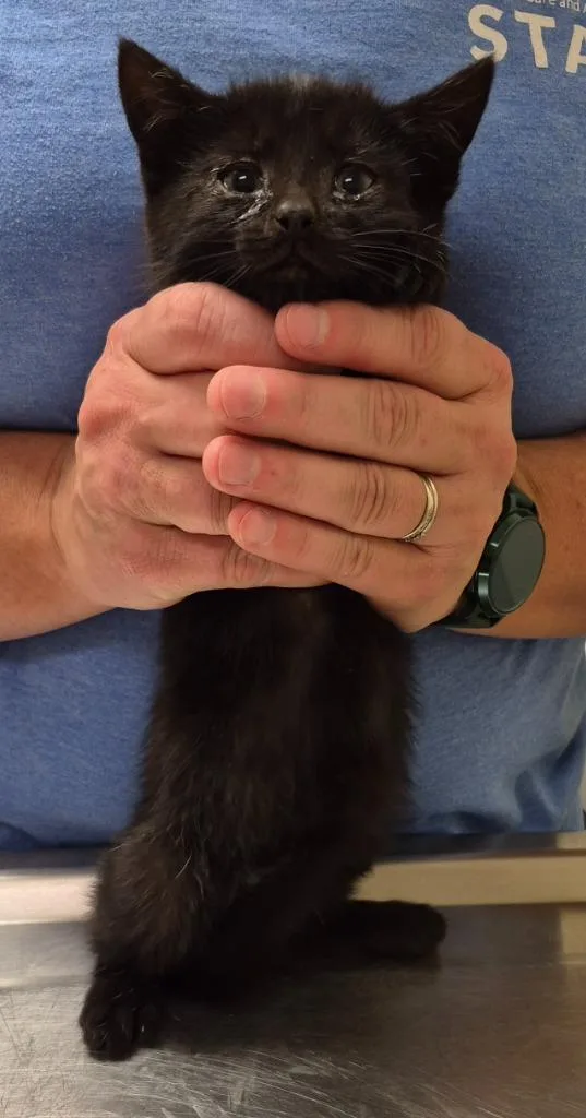 A baby medium-sized female Domestic Medium Hair cat named Alfalfa for adoption in Christiansburg, VA