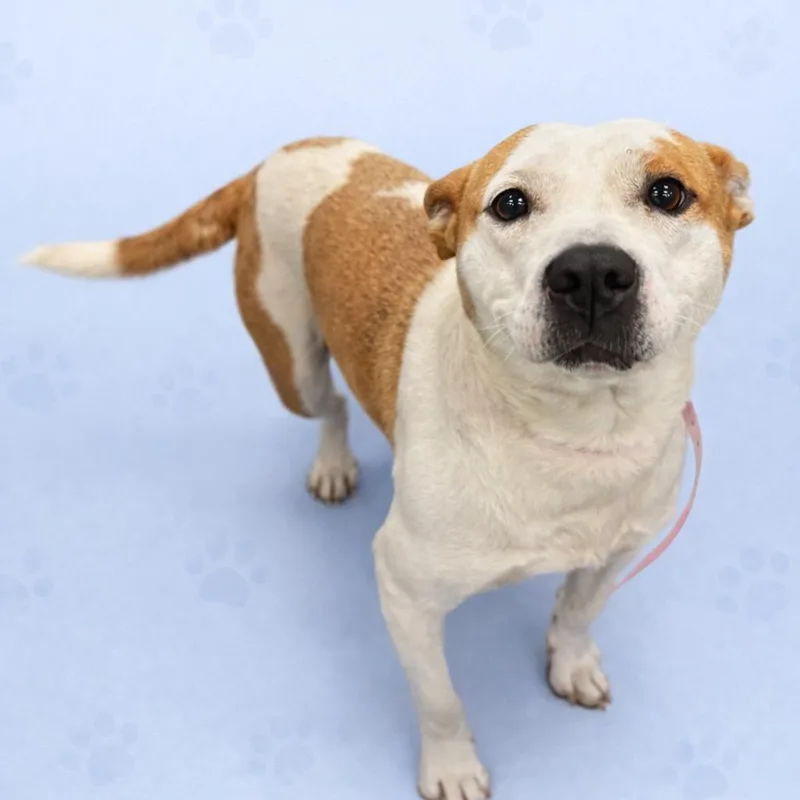 A young medium-sized female White / Cream Mixed Breed dog named Delilah for adoption in Memphis, TN
