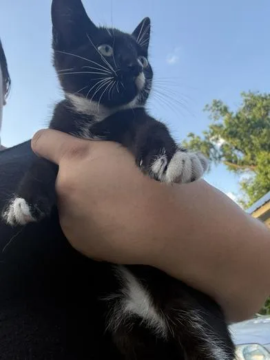 A baby small-sized male Black & White / Tuxedo Domestic Medium Hair cat named Clover for adoption in Liverpool, TX