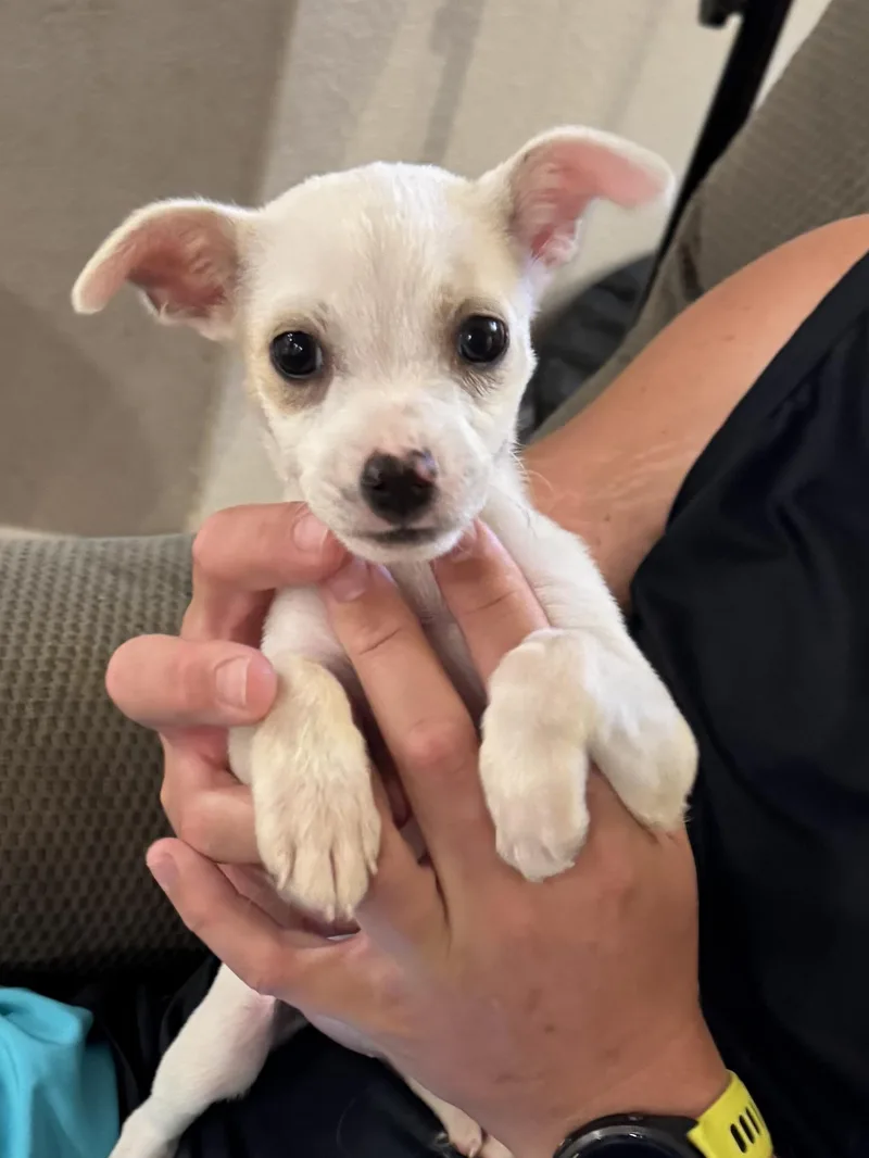 A baby small-sized female Chihuahua dog named Elsa for adoption in Phoenix, AZ
