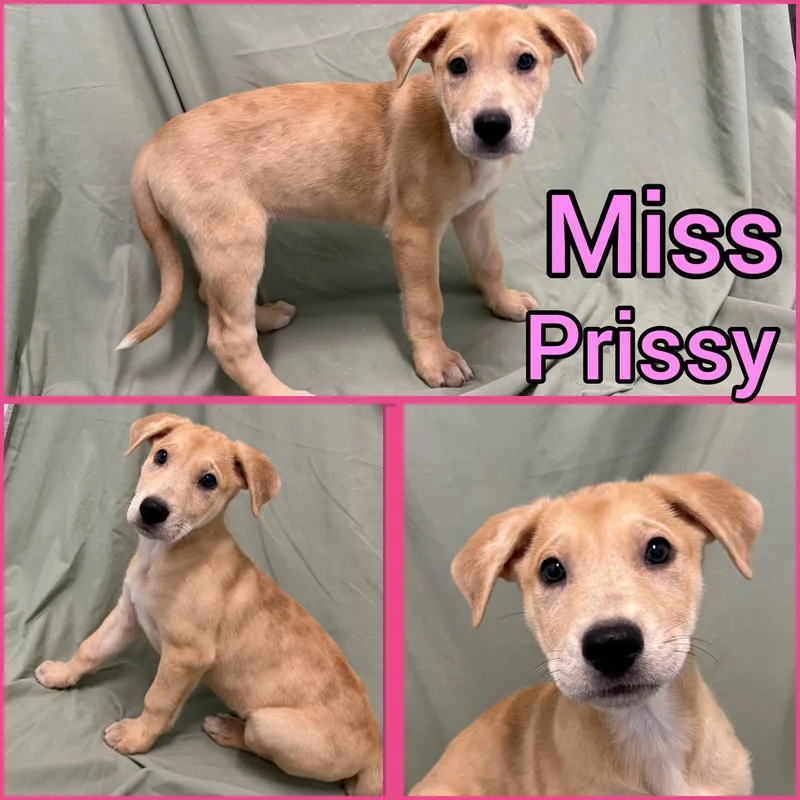 Puppies! thumbnail 2