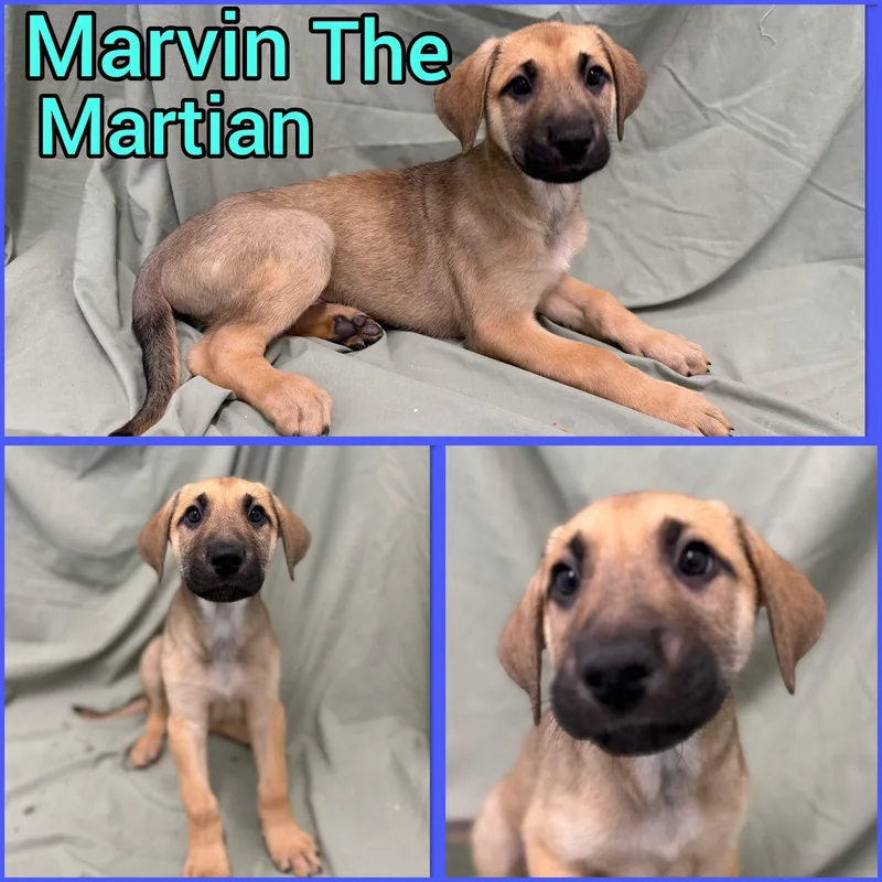 Puppies! thumbnail 3