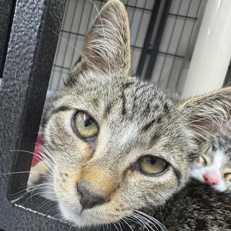 A baby small-sized male Gray / Blue / Silver Domestic Short Hair cat named General Tso for adoption in Ridgely, MD