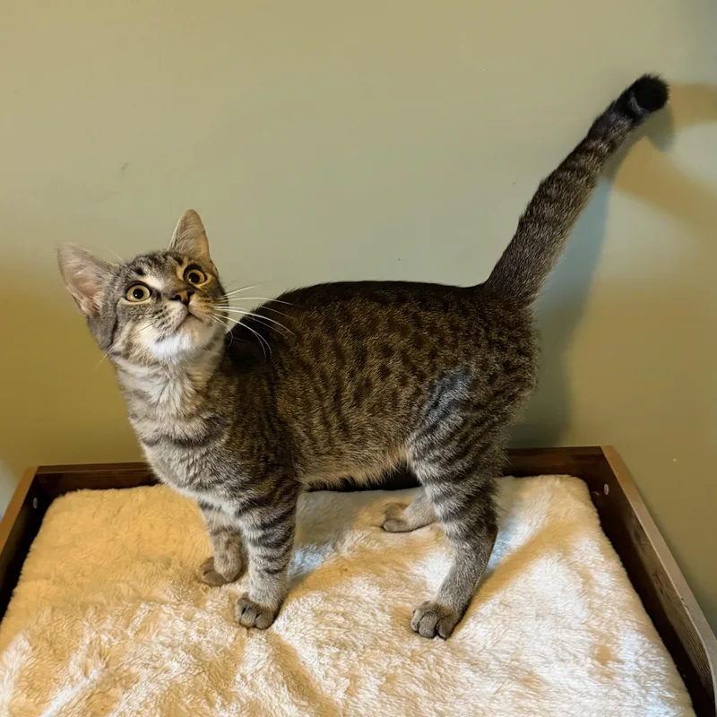 A baby medium-sized male Tabby (Gray / Blue / Silver) Domestic Short Hair cat named Morse Cody for adoption in Hixson, TN