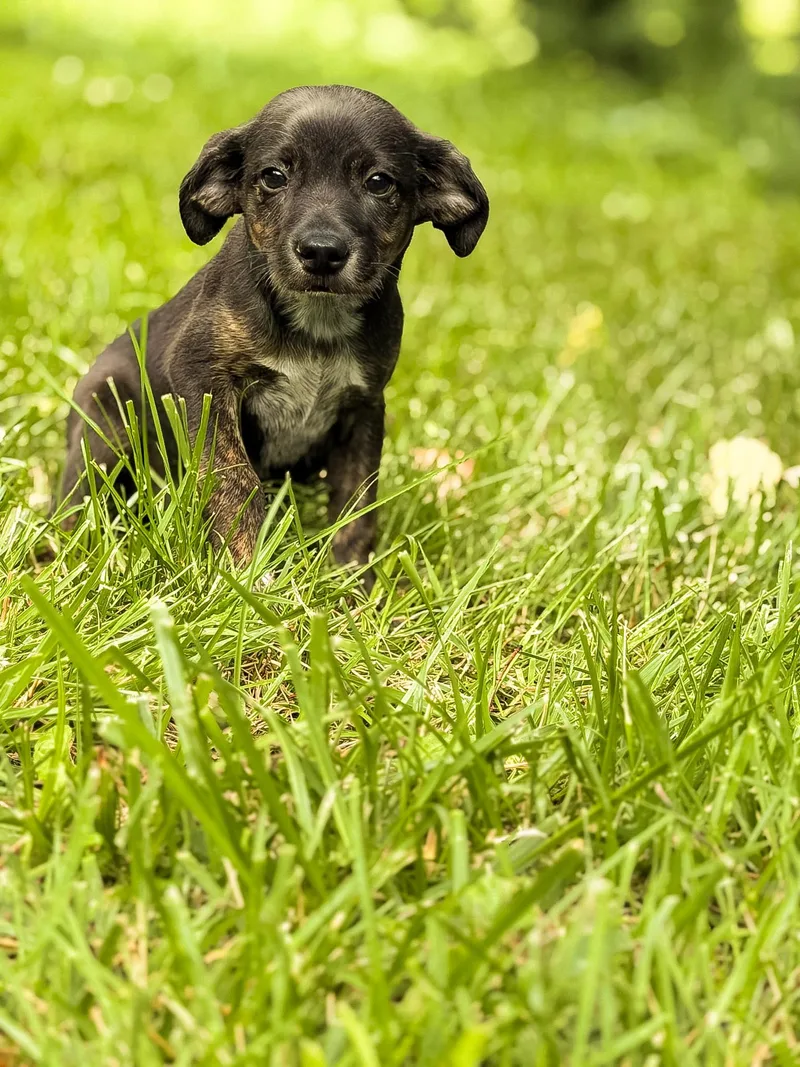 A baby small-sized male Black Mixed Breed dog named AlvinTransport for adoption in Gradyville, KY
