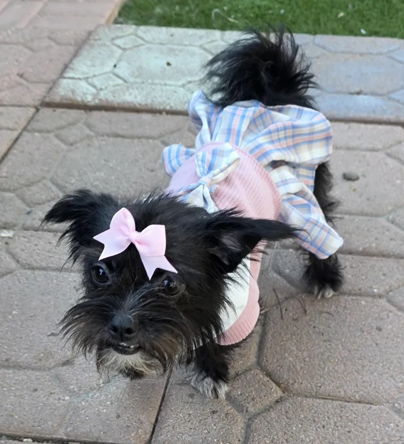 A young small-sized female Black Affenpinscher dog named Cleo for adoption in Fallbrook, CA