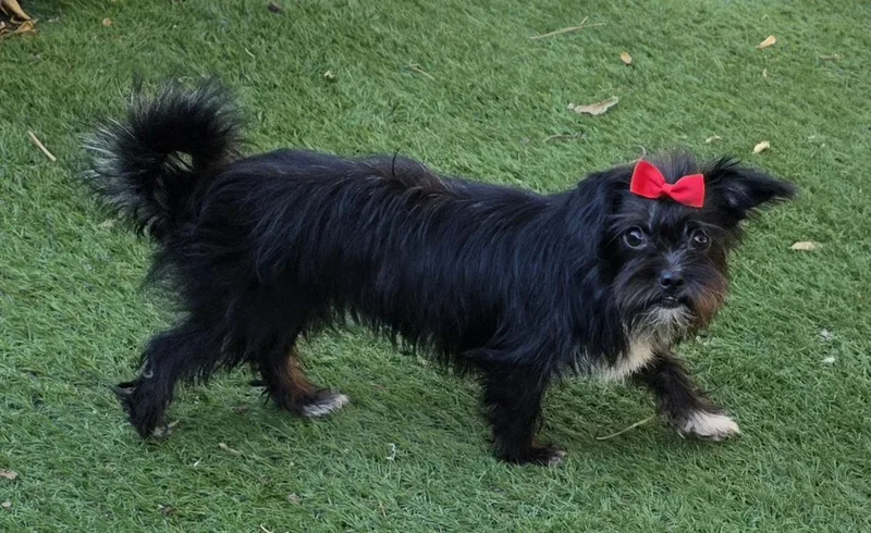 Cleo thumbnail 2