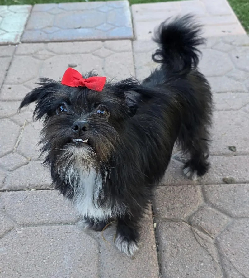 Cleo thumbnail 4