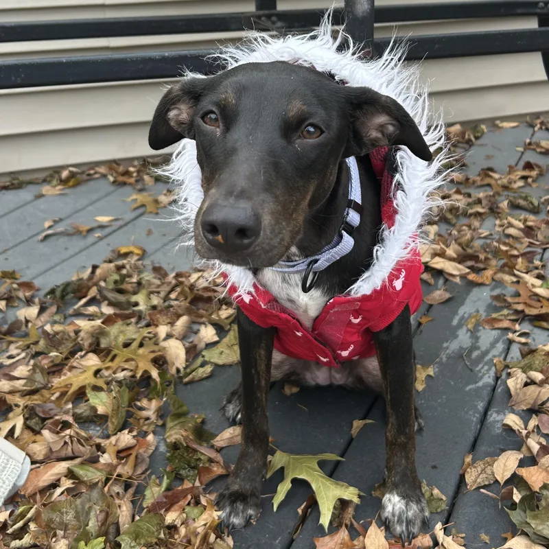 A baby medium-sized female Mixed Breed dog named Jade for adoption in Huntington, NY