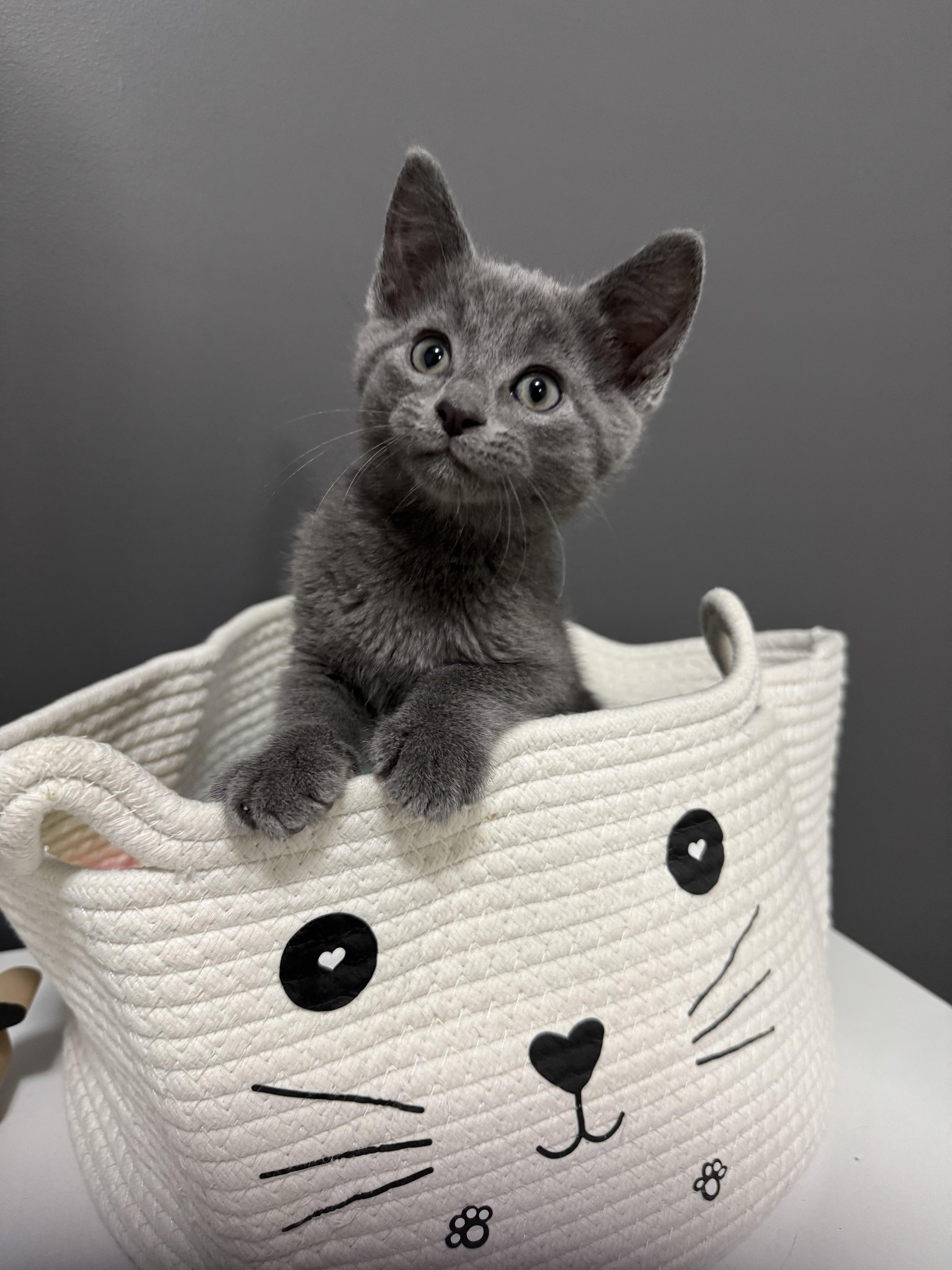 A young small-sized male Gray / Blue / Silver Domestic Short Hair cat named Josh for adoption in Goshen, IN