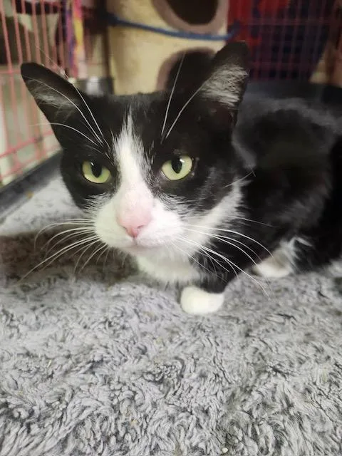 A young large-sized female Black & White / Tuxedo Domestic Short Hair cat named Evie for adoption in Brockport, NY