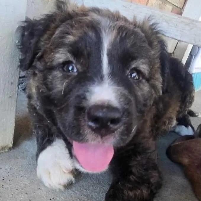 A baby medium-sized female American Staffordshire Terrier dog named Blaster for adoption in Danbury, CT