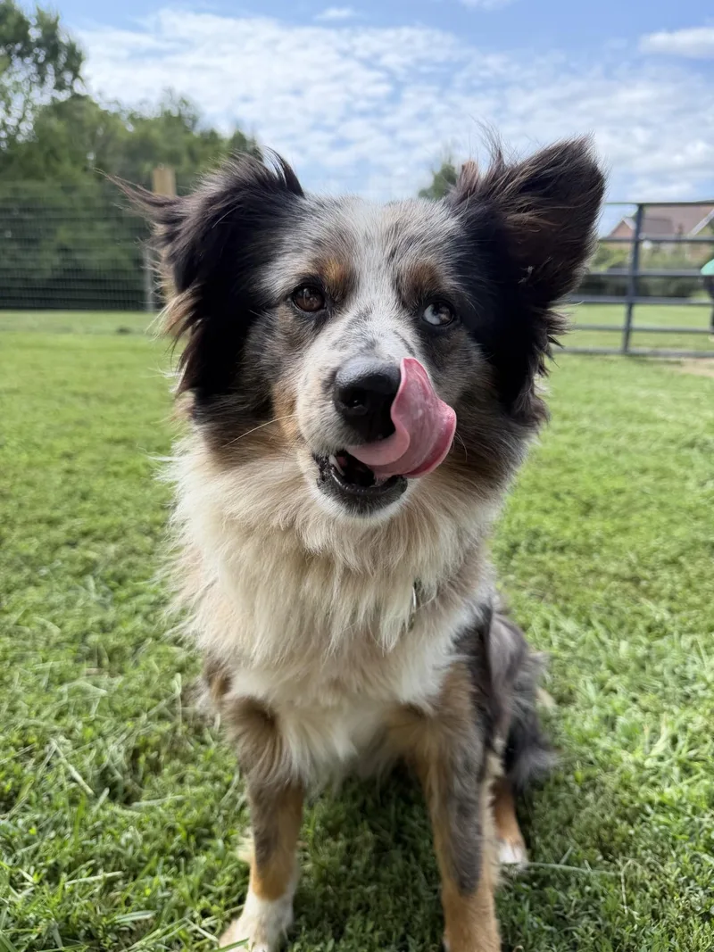 An adult medium-sized male Tricolor (Brown, Black, & White) Australian Shepherd dog named Blue for adoption in South Charleston, OH