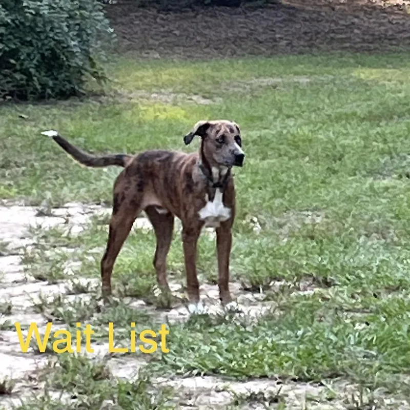A young large-sized male Black Mouth Cur dog named Unknown for adoption in Livingston, TX