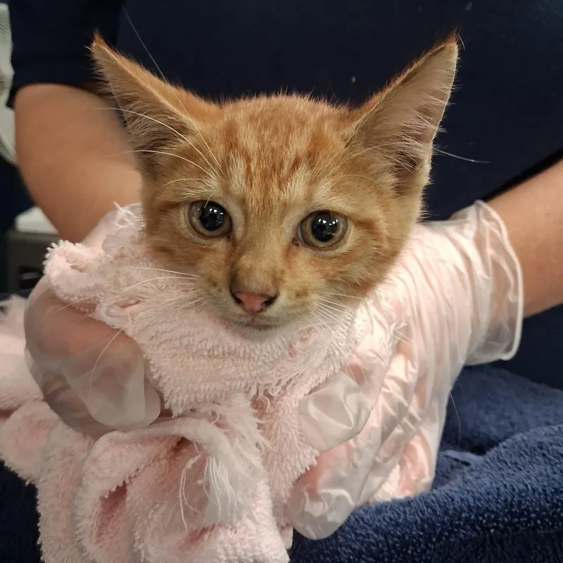 A baby small-sized male Orange / Red Domestic Short Hair cat named Kachow for adoption in Newark, NJ