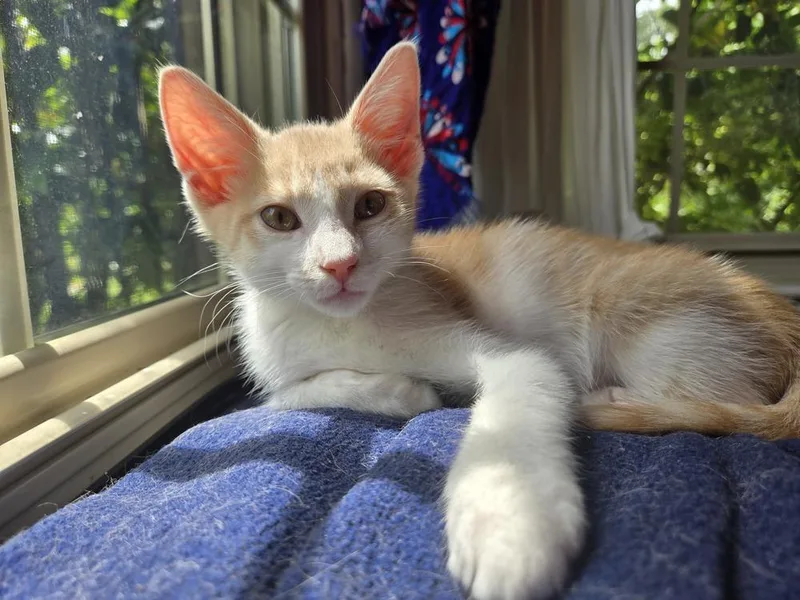 A baby small-sized male Domestic Short Hair cat named Jerry for adoption in Virginia Beach, VA