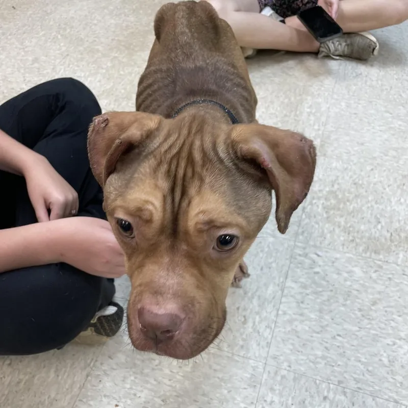 An adult medium-sized female Brown / Chocolate Mixed Breed dog named Princess Zelda for adoption in Columbus, GA