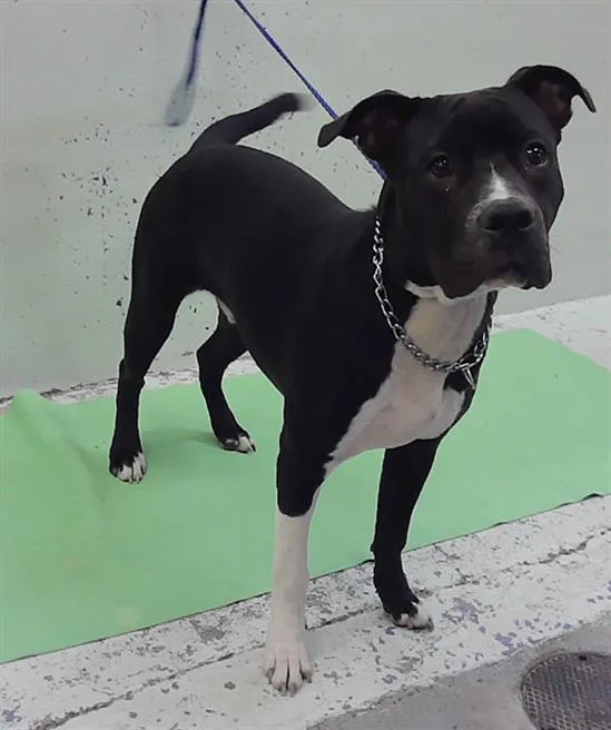A young large-sized male Staffordshire Bull Terrier dog named Stanley for adoption in Houston, TX