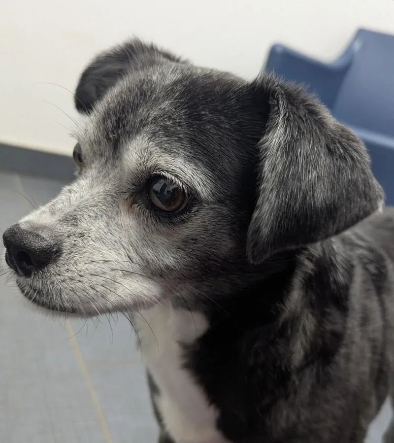 A senior small-sized female Black Puggle dog named Rodeo for adoption in Pelham, NH