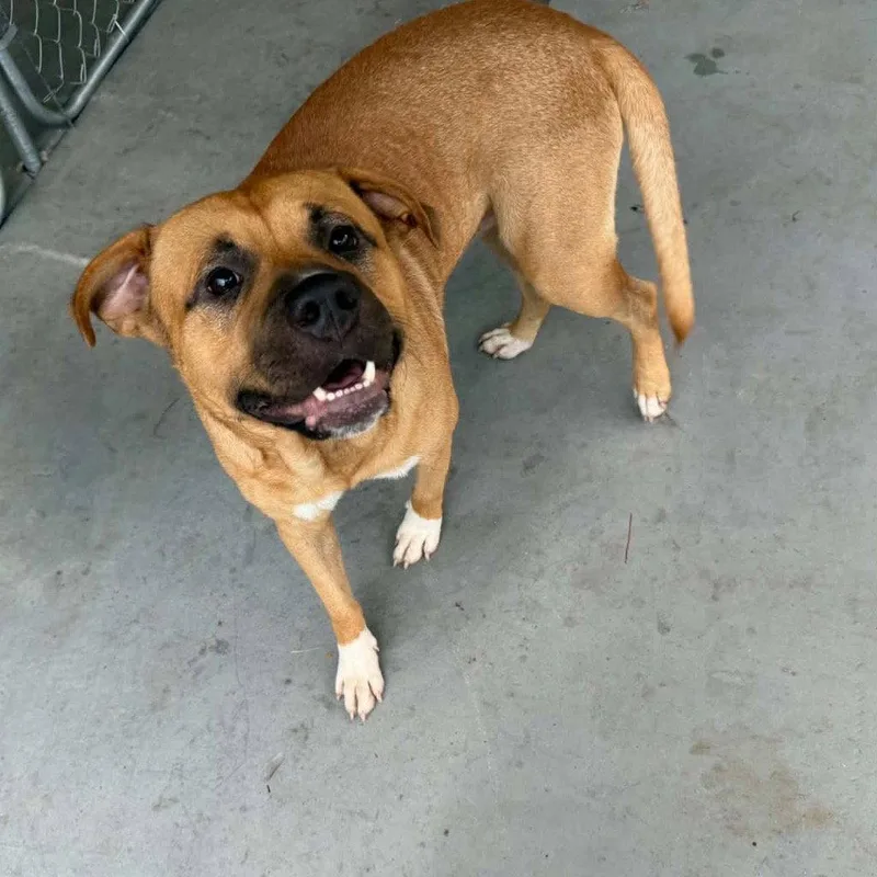 A young large-sized male Terrier dog named Chief for adoption in Bloomfield, CT