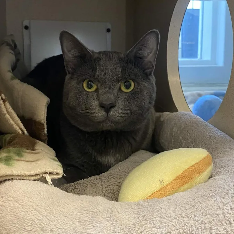 A young medium-sized male Gray / Blue / Silver Domestic Short Hair cat named Ritter for adoption in Gloucester, VA