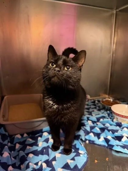 An adult small-sized male Domestic Short Hair cat named Nicolas Cage for adoption in West Chester, PA