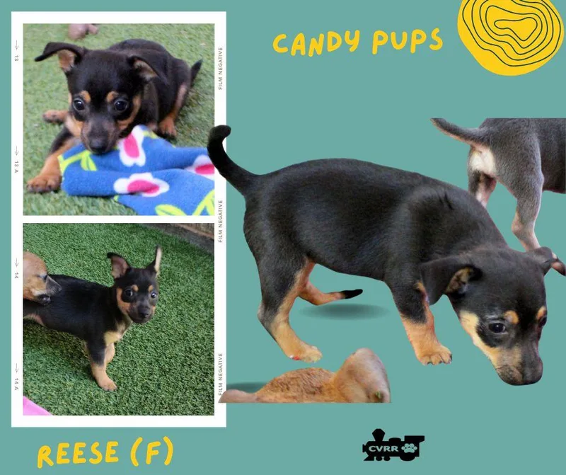 A baby small-sized female Terrier dog named Reese for adoption in LINDSAY, CA