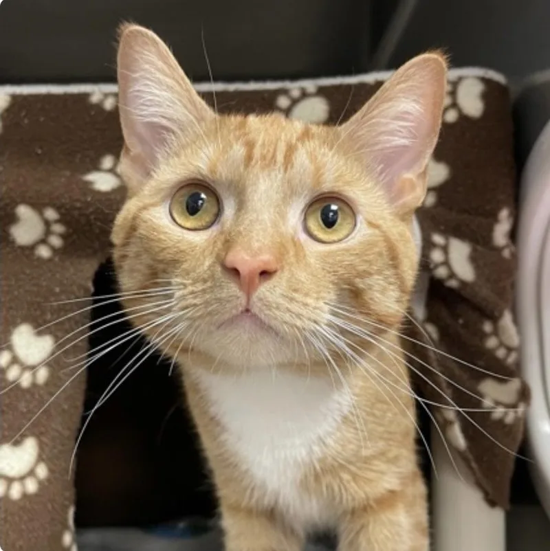 A young medium-sized male Orange / Red Domestic Short Hair cat named Ronald Meowsley for adoption in Wheaton, IL