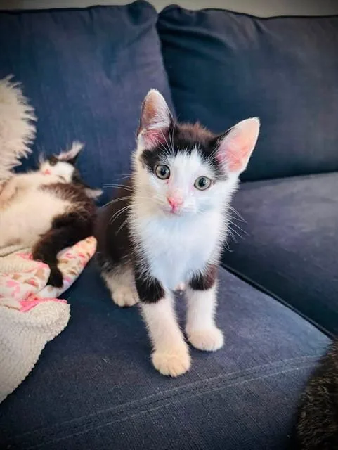 A baby small-sized male Domestic Short Hair cat named Brioche for adoption in Louisville, KY