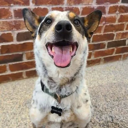 An adult medium-sized male Merle (Blue) Australian Cattle Dog / Blue Heeler dog named Parker for adoption in Warr Acres, OK
