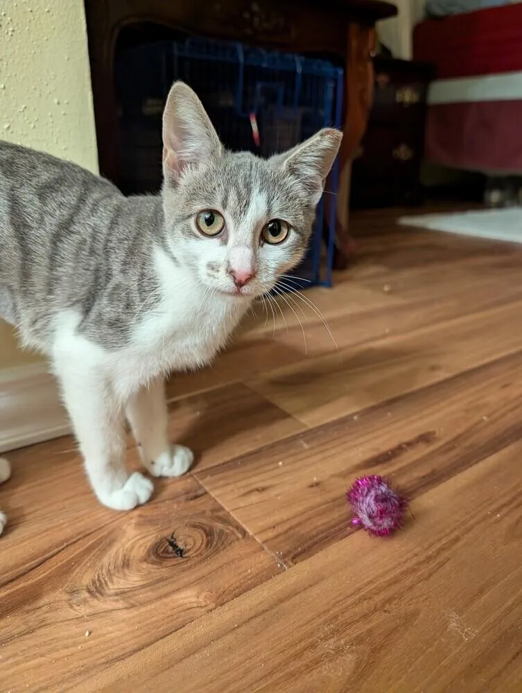 A baby small-sized female Domestic Short Hair cat named Penny for adoption in Dallas, TX