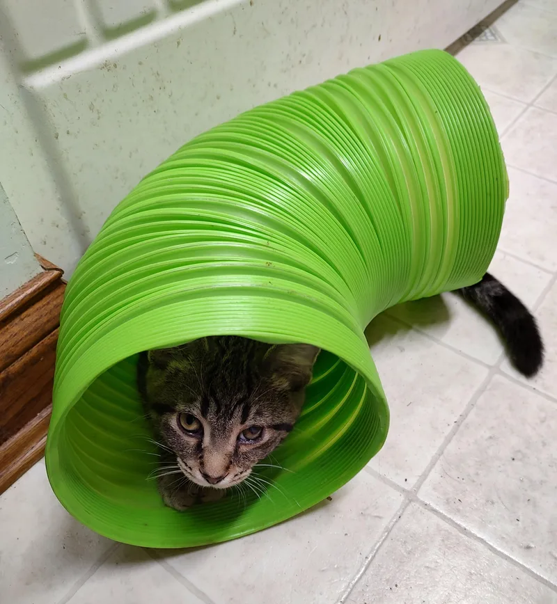A young medium-sized female Tabby (Gray / Blue / Silver) Domestic Short Hair cat named Spot for adoption in Batavia, OH
