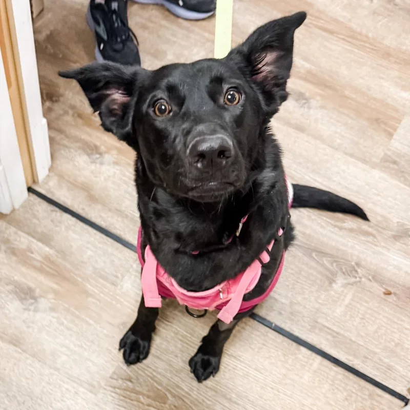 A young medium-sized female Black Great Pyrenees dog named Millie for adoption in Parker, CO