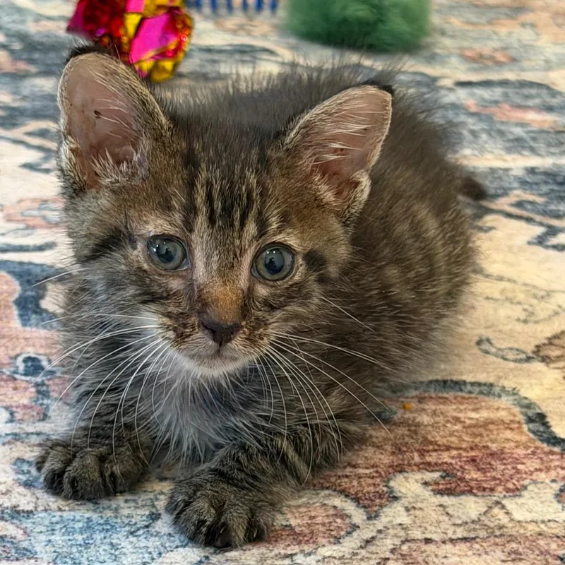 A baby small-sized male Brown / Chocolate Domestic Short Hair cat named Chang Bin for adoption in Austin, TX
